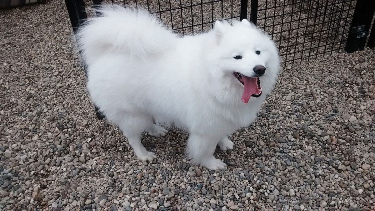 Boarding Canine Pricing – Per Dog